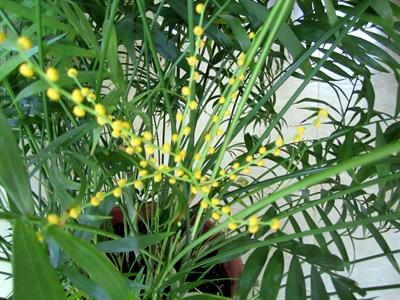 Chamaedorea elegans